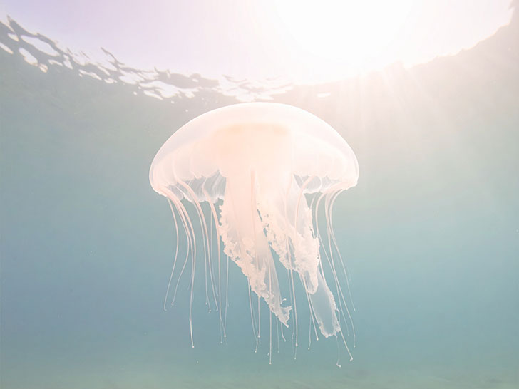 海の中をゆらゆら漂うクラゲ