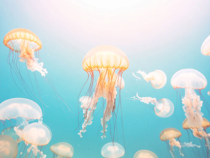 海の中をゆらゆら漂うクラゲ
