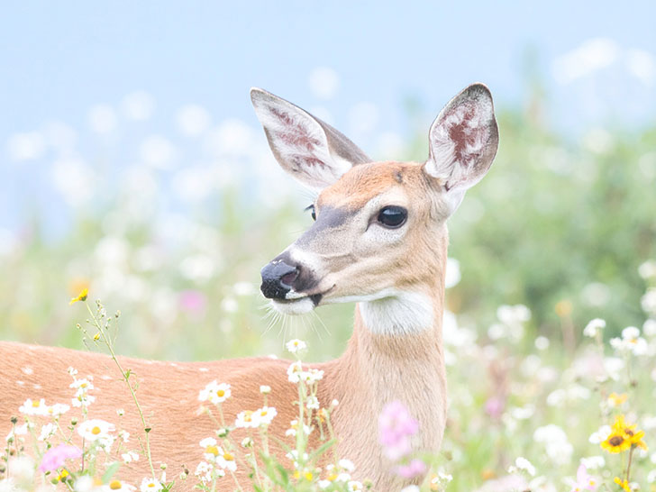 お花畑の中の美しい鹿