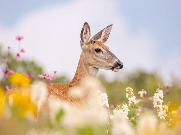 お花畑の中の美しい鹿