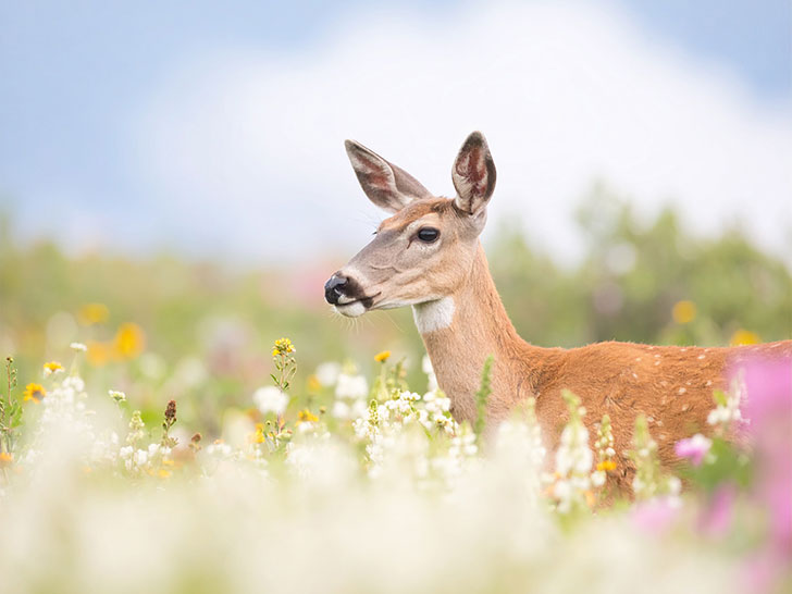 お花畑の中の美しい鹿