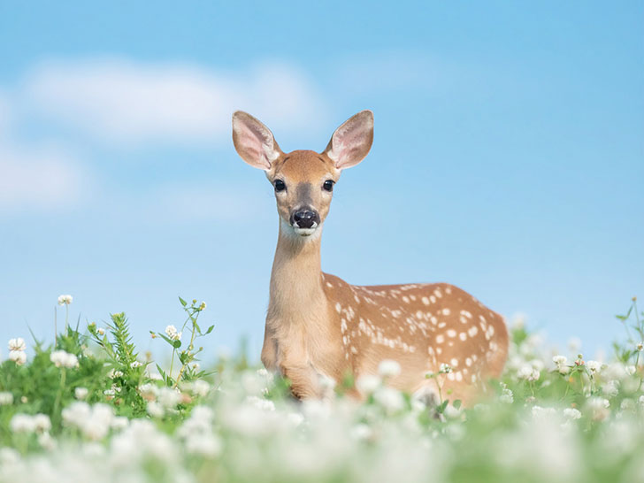 お花畑の中の美しい鹿