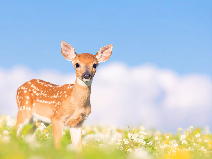 お花畑の中の美しい鹿
