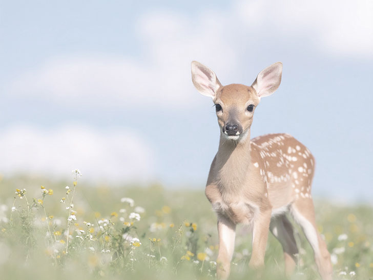 お花畑の中の美しい鹿