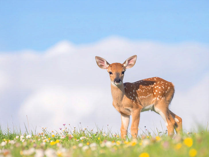お花畑の中の美しい鹿