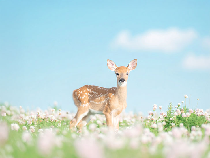 お花畑の中の美しい鹿