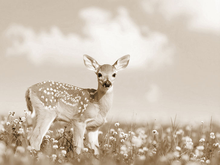 お花畑の中の美しい鹿