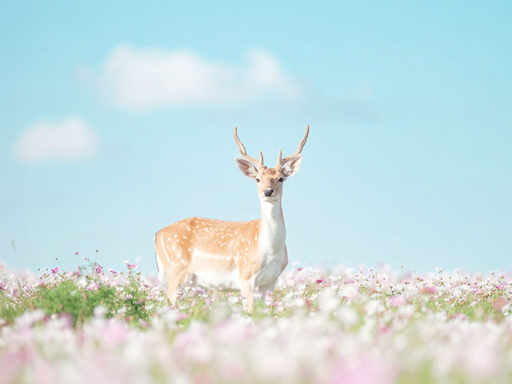お花畑の中の美しい鹿