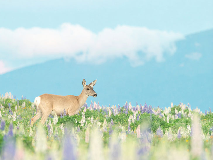 お花畑の中の美しい鹿