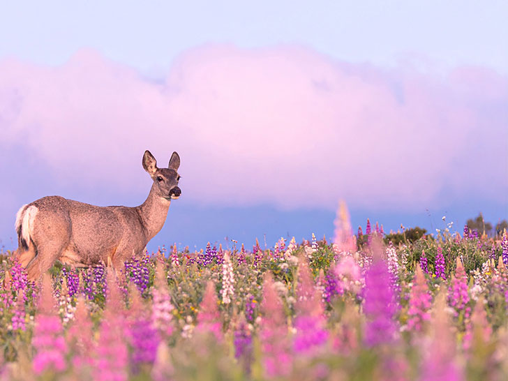 お花畑の中の美しい鹿