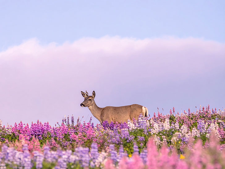 お花畑の中の美しい鹿