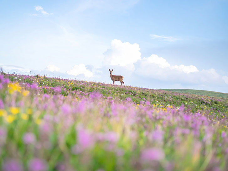 お花畑の中の美しい鹿