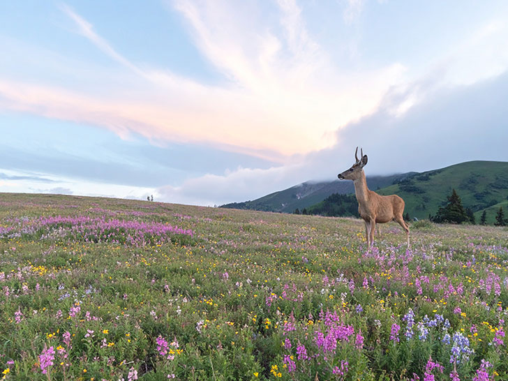 お花畑の中の美しい鹿