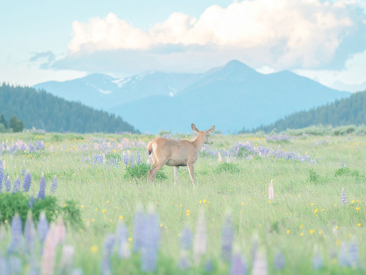 お花畑の中の美しい鹿
