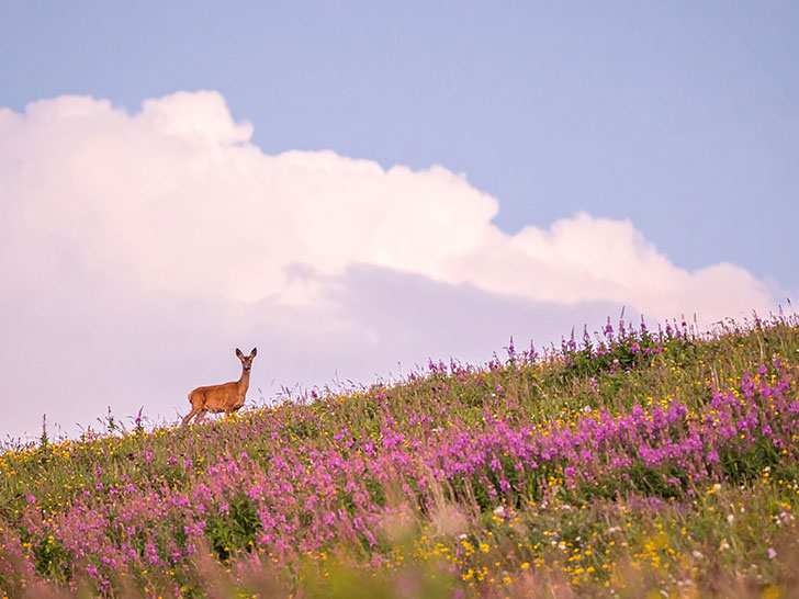 お花畑の中の美しい鹿