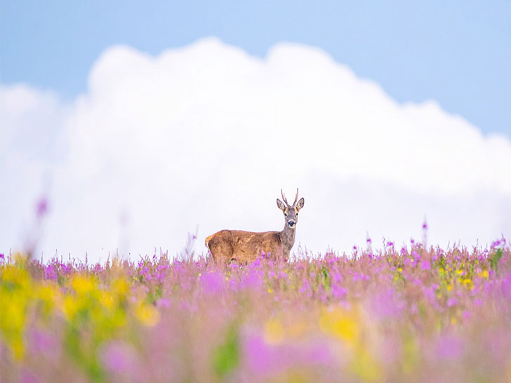 お花畑の中の美しい鹿