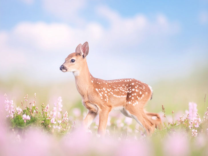 お花畑の中の美しい鹿
