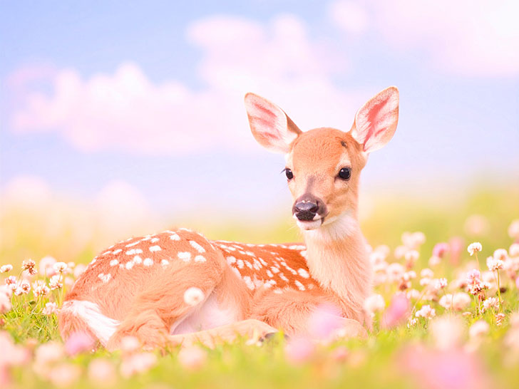 お花畑の中の美しい鹿