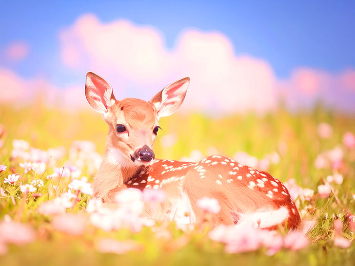 お花畑の中の美しい鹿