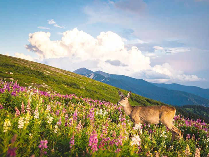 お花畑の中の美しい鹿
