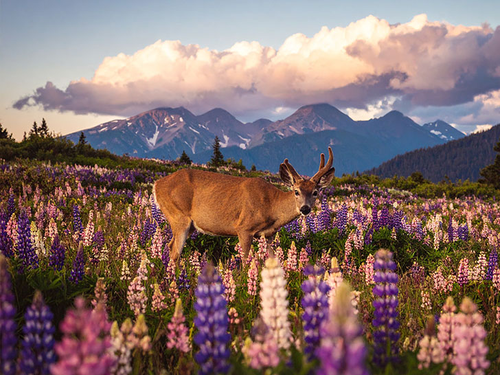 お花畑の中の美しい鹿