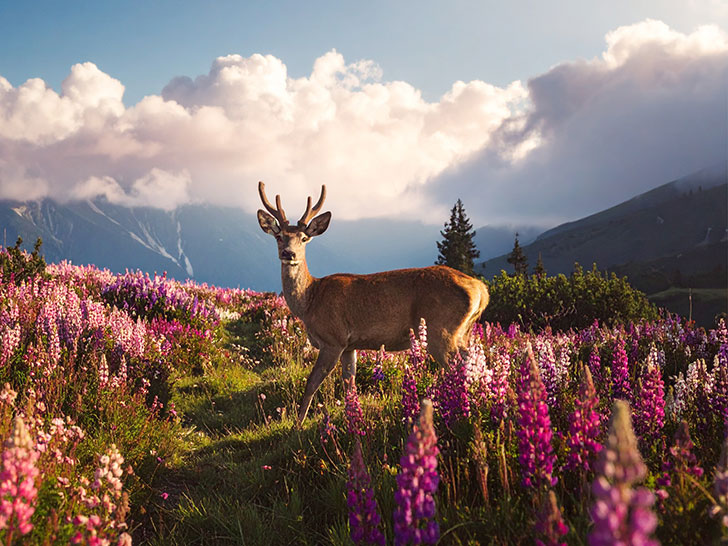 お花畑の中の美しい鹿