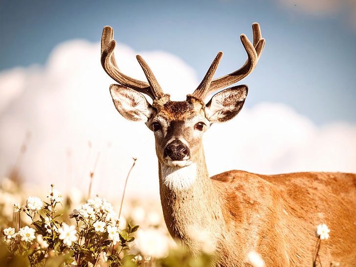 お花畑の中の美しい鹿