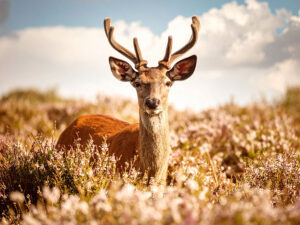 お花畑の中の美しい鹿