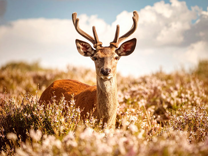 お花畑の中の美しい鹿