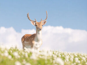 お花畑の中の美しい鹿