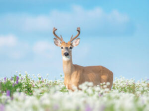 お花畑の中の美しい鹿