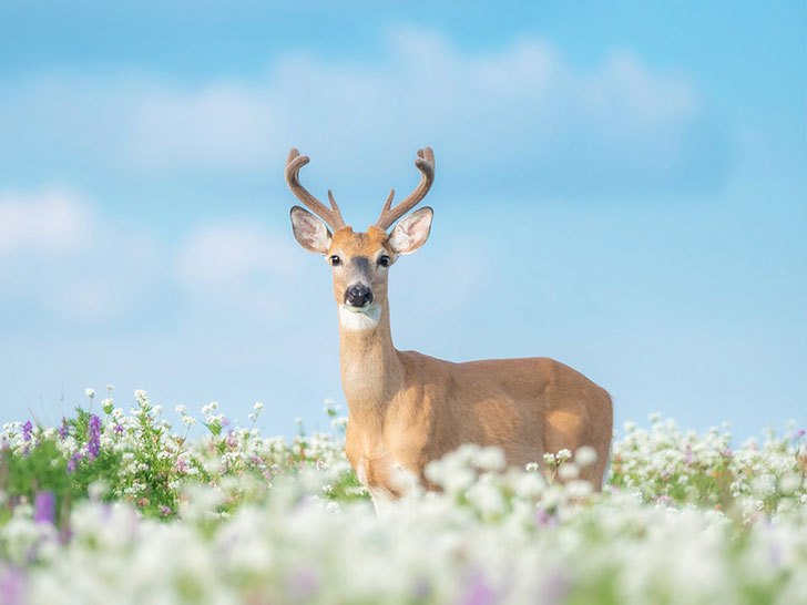 お花畑の中の美しい鹿