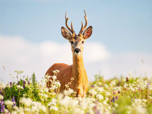 お花畑の中の美しい鹿