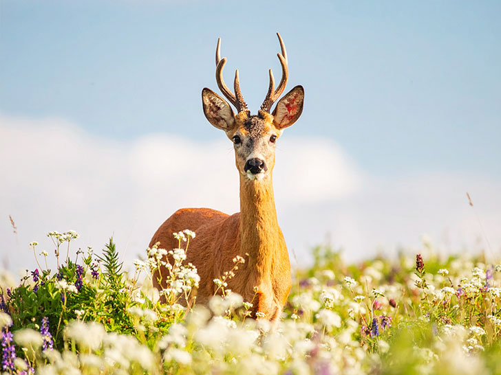 お花畑の中の美しい鹿