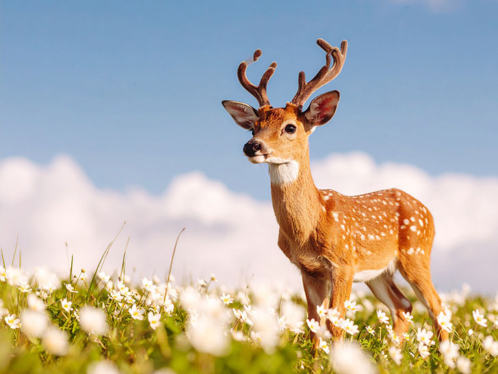 お花畑の中の美しい鹿