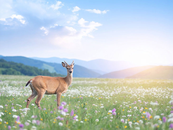 お花畑の中の美しい鹿