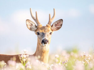 お花畑の中の美しい鹿