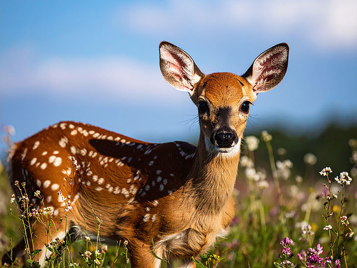 お花畑の中の美しい鹿