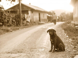 道端にたたずむ野良犬