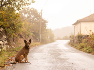 道端にたたずむ野良犬