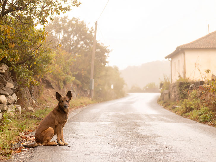 道端にたたずむ野良犬