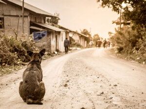 道端にたたずむ野良犬