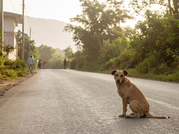 道端にたたずむ野良犬
