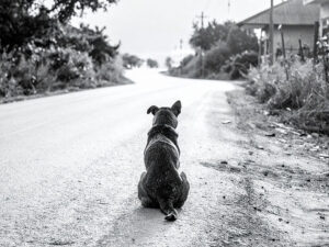 道端にたたずむ野良犬