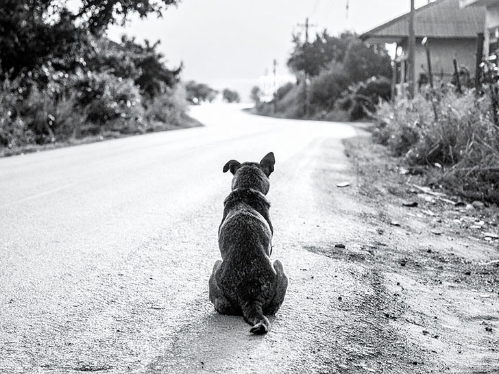 道端にたたずむ野良犬