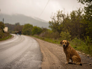 道端にたたずむ野良犬