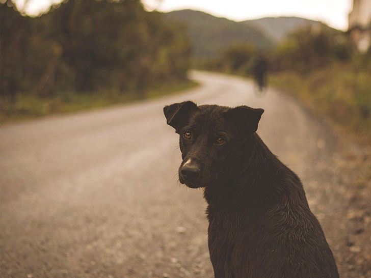 道端にたたずむ野良犬