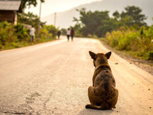 道端にたたずむ野良犬