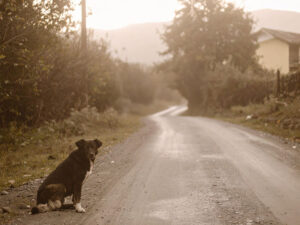 道端にたたずむ野良犬