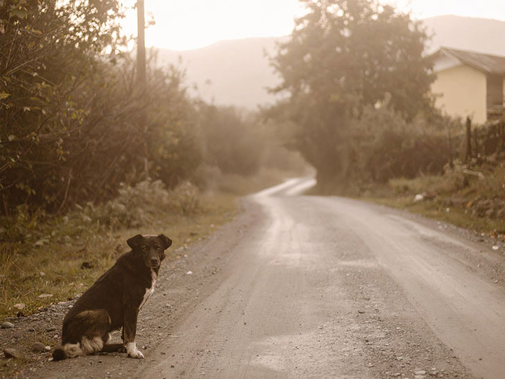 道端にたたずむ野良犬